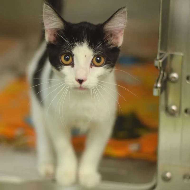 A baby small-sized male White Domestic Short Hair cat named Frank for adoption in Belleville, IL