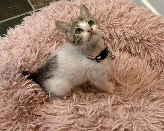 A baby small-sized female Tabby (Gray / Blue / Silver) American Bobtail cat named Mira for adoption in Maitland, FL