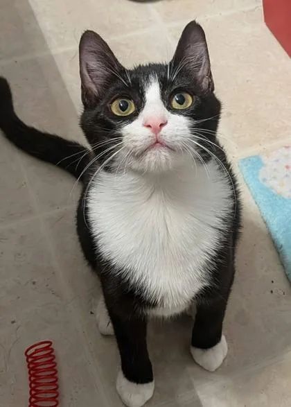 Catwoman thumbnail 2