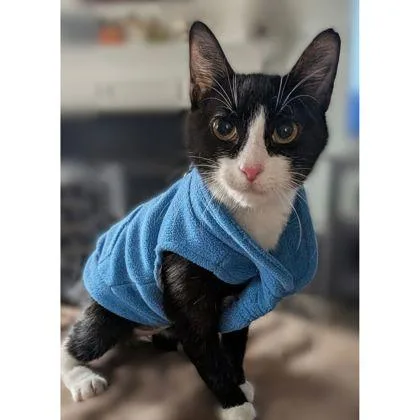 Catwoman thumbnail 3