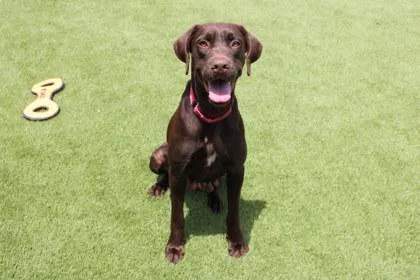 An adult large-sized female Labrador Retriever dog named Cherry for adoption in Kansas City, MO