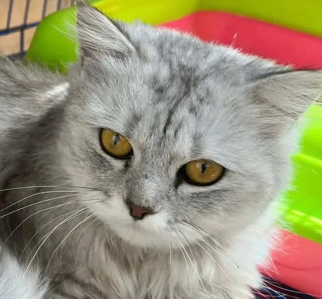 Nina