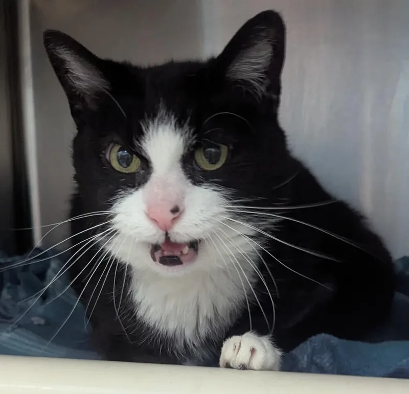 An adult small-sized female Black & White / Tuxedo Domestic Short Hair cat named Angelica for adoption in Evansville, IN