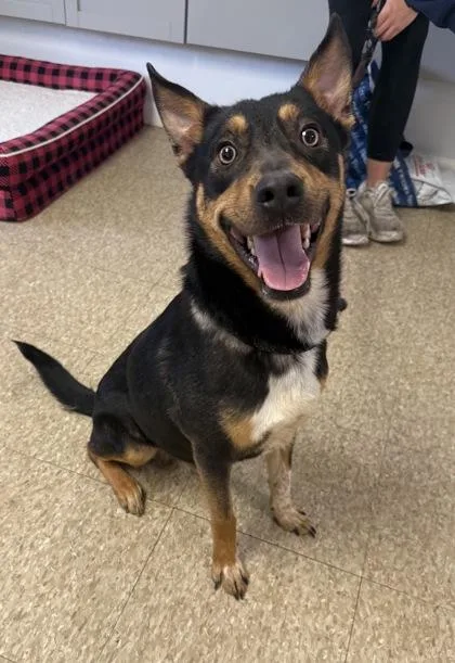 An adult medium-sized male Cattle Dog dog named Buddy for adoption in St. Anne, IL