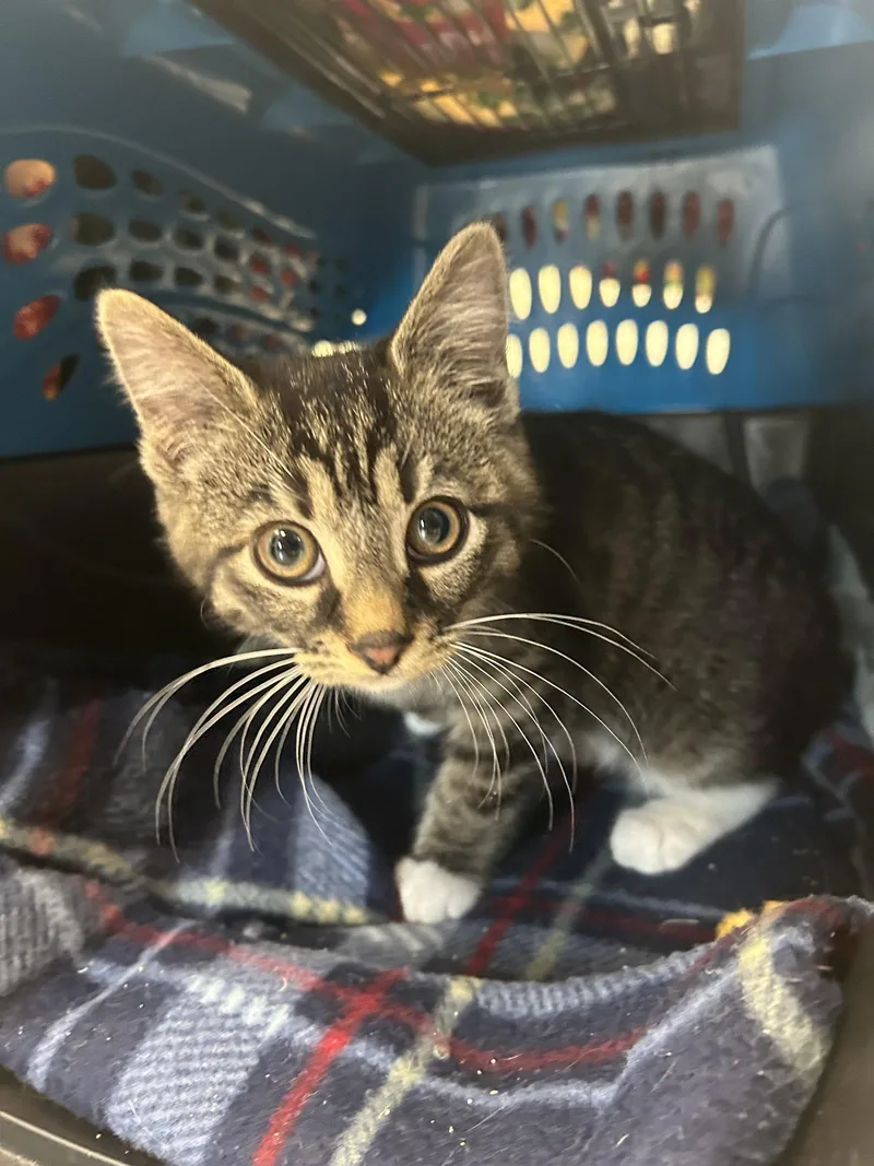 A young medium-sized female Domestic Short Hair cat named Roxy for adoption in Lancaster, PA