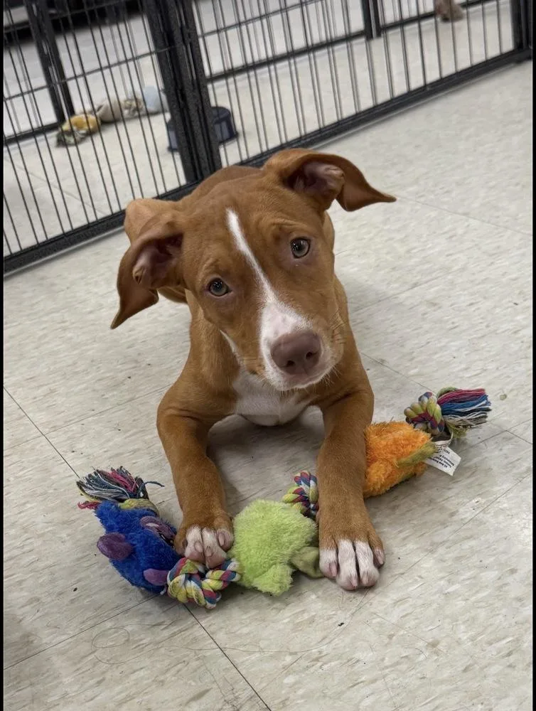 A young small-sized female Staffordshire Bull Terrier dog named Hazel for adoption in Plumerville, AR