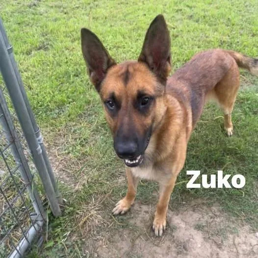 An adult medium-sized male Yellow / Tan / Blond / Fawn Belgian Shepherd / Malinois dog named Zuko for adoption in Weatherford, TX