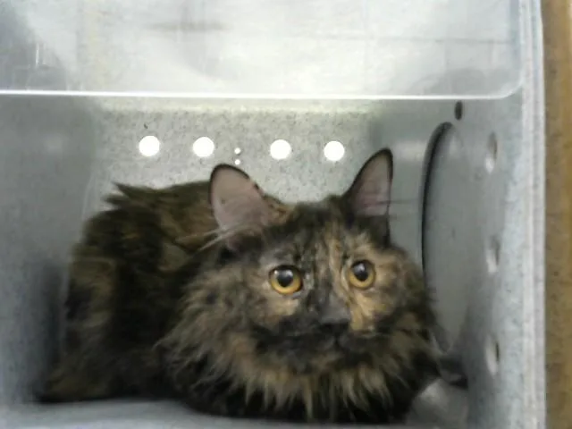 An adult medium-sized female Domestic Short Hair cat named Bean Sprout for adoption in Albuquerque, NM