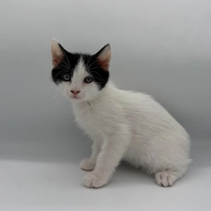 A baby medium-sized male Domestic Short Hair cat named Cabbage Roll for adoption in State College, PA