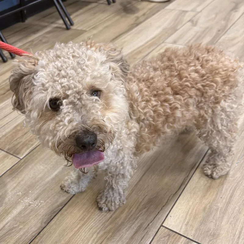 A young small-sized male Apricot / Beige Poodle dog named Blondie for adoption in Newark, NJ