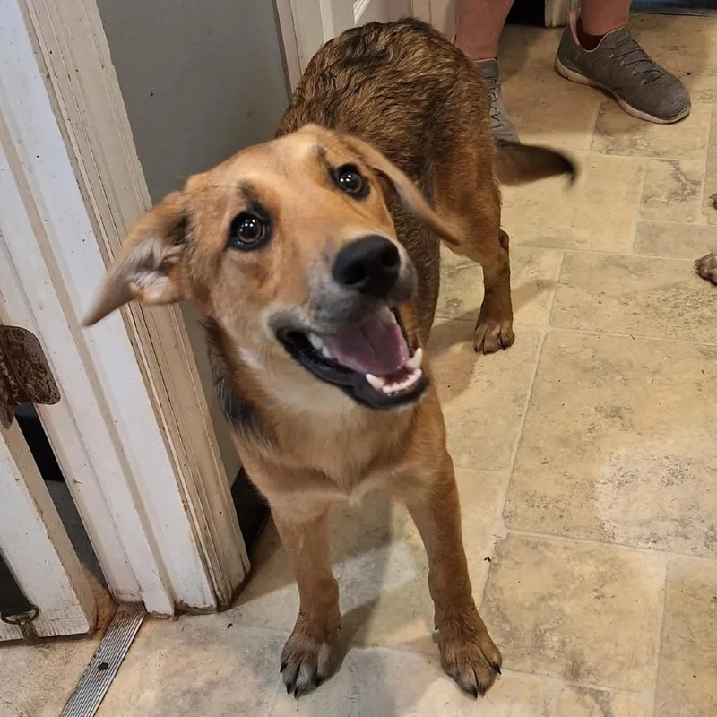 A young medium-sized female Brown / Chocolate Mixed Breed dog named Gia for adoption in Boaz, AL
