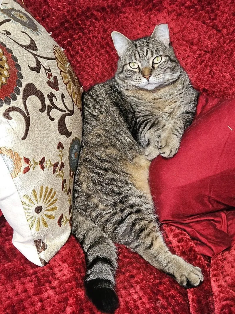 An adult medium-sized female Tabby (Brown / Chocolate) Domestic Short Hair cat named Ellasweet girl. Needs Quiet for adoption in Port Orange, FL