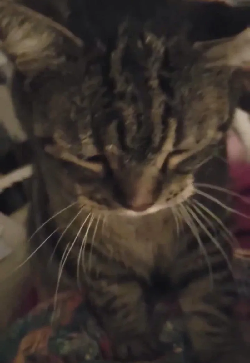 Ellasweet girl. Needs Quiet thumbnail 3