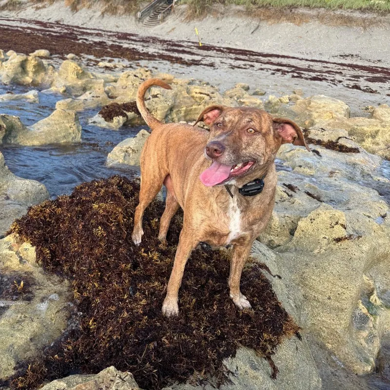 An adult large-sized female Mixed Breed dog named Mayzie for adoption in West Palm Beach, FL
