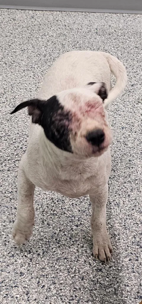 A baby medium-sized male Terrier dog named Donald for adoption in Athens, TN