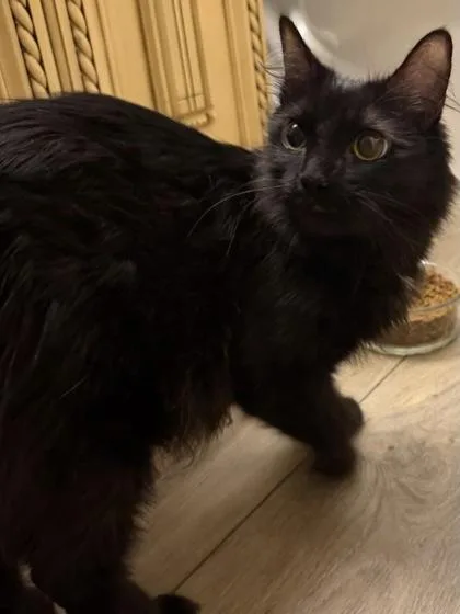 An adult small-sized female Domestic Long Hair cat named Suki for adoption in Phoenix, AZ