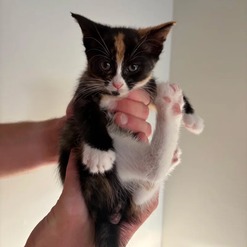 A baby medium-sized female Calico Domestic Short Hair cat named Kat for adoption in Morristown, NJ