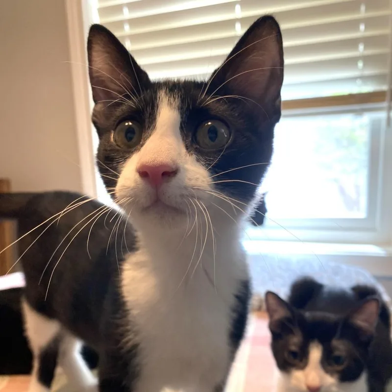 A baby small-sized male Black Domestic Short Hair cat named Ziggy for adoption in Houston, TX