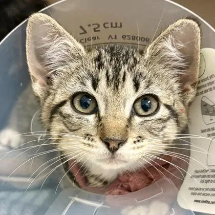 A baby medium-sized female Domestic Short Hair cat named Luxor for adoption in Sacramento, CA