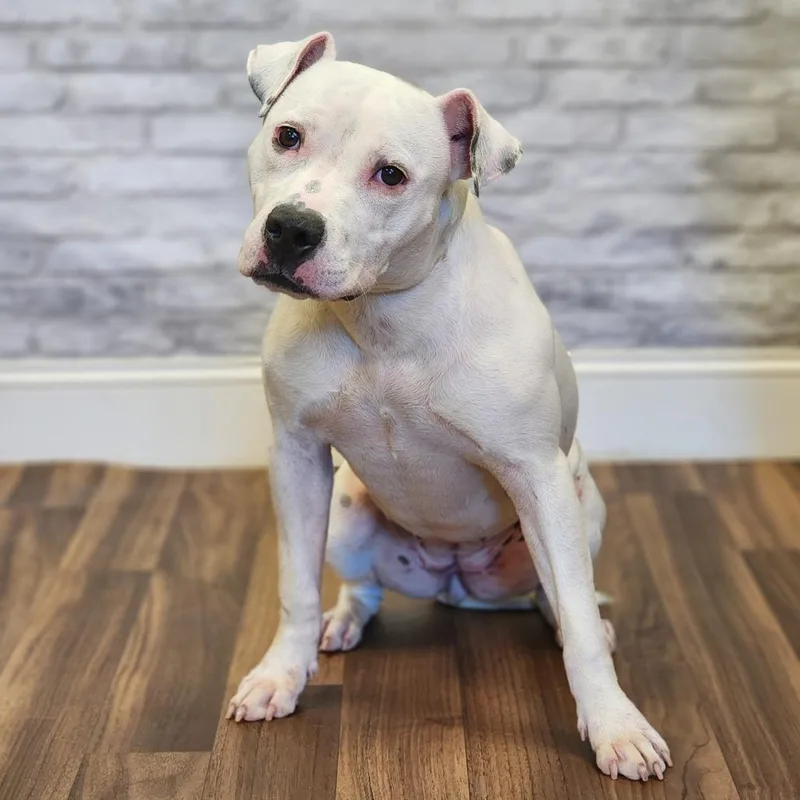 A young medium-sized female White / Cream Terrier dog named Riley for adoption in Montgomery, AL