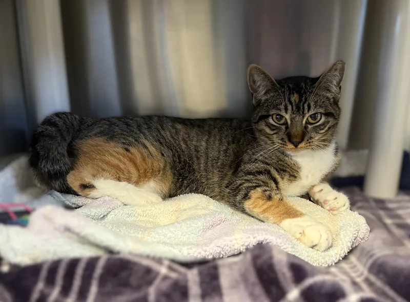 Snickers thumbnail 2