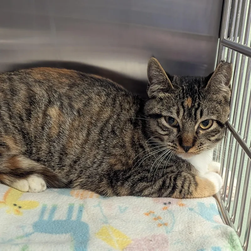 Snickers thumbnail 3