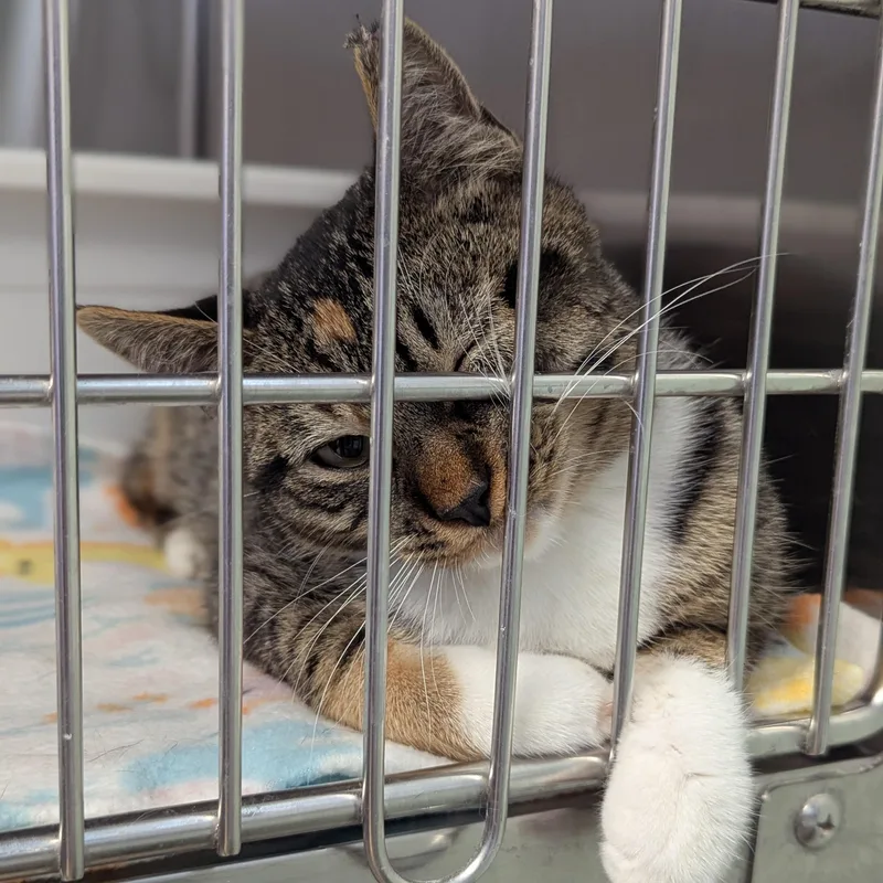 Snickers thumbnail 4