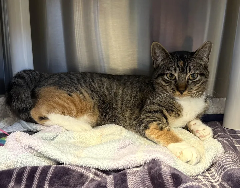 Snickers thumbnail 5