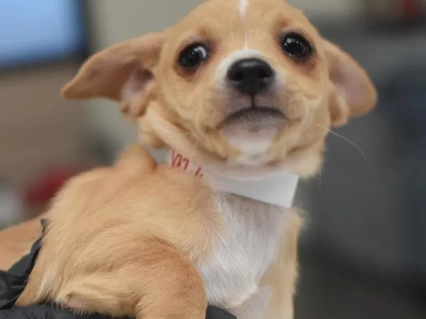 A baby small-sized female Terrier dog named Jazz for adoption in Portland, OR