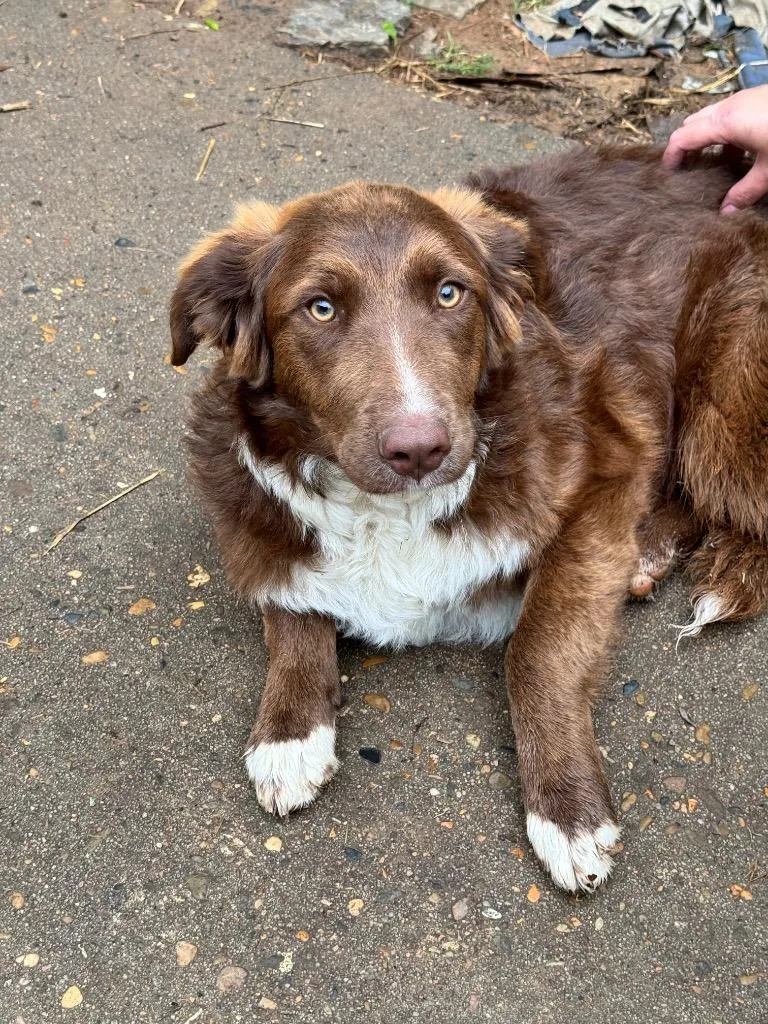 A baby medium-sized male Australian Shepherd dog named Charles The Second for adoption in Little Rock, AR