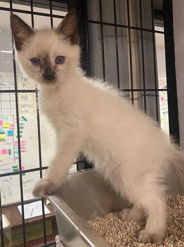 A baby medium-sized female Siamese cat named Oakley for adoption in Lockhart, TX