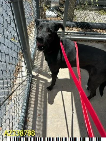 A young large-sized female Mixed Breed dog named Marla for adoption in West Palm Beach, FL
