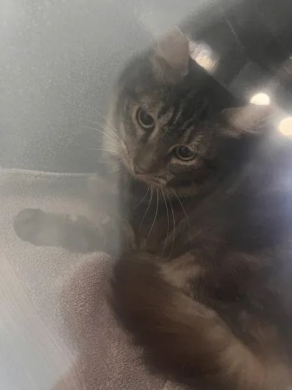 An adult small-sized female Domestic Short Hair cat named Cash for adoption in Daytona Beach, FL