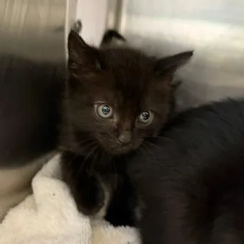 A baby small-sized male Domestic Short Hair cat named Bolin for adoption in Cumming, GA