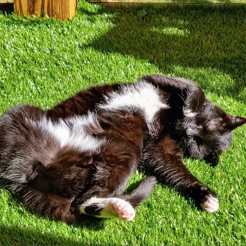 A senior small-sized male Black Bombay cat named Serge for adoption in Roanoke, VA