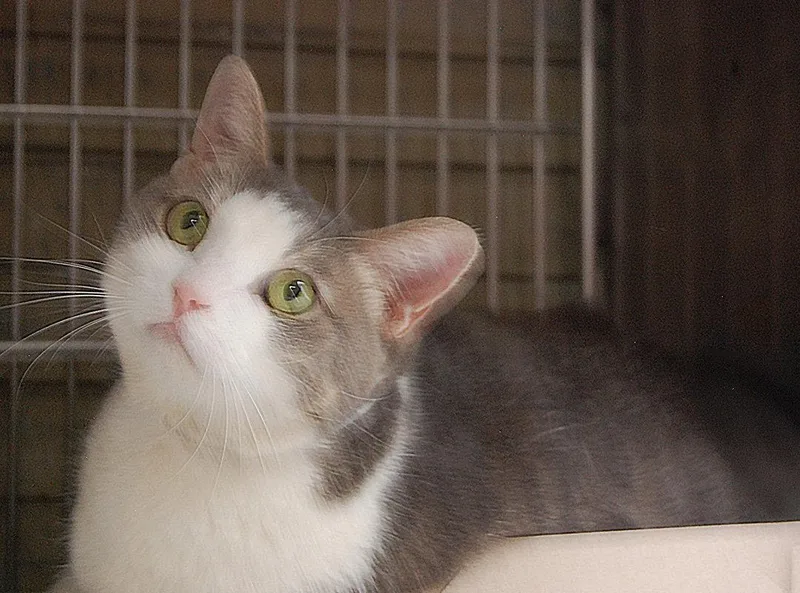 An adult small-sized female Orange & White Tabby cat named Yuki for adoption in Pasadena, CA