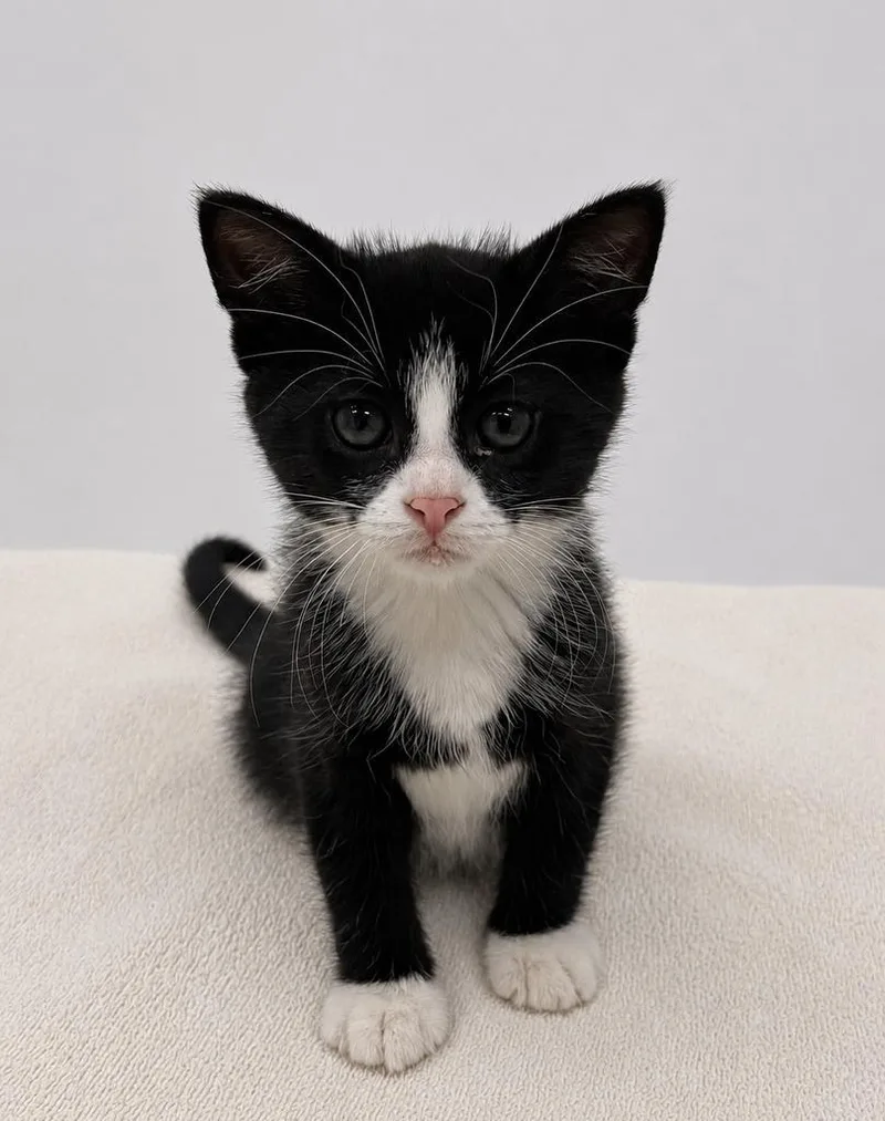 A baby small-sized female Domestic Short Hair cat named Mohawk for adoption in Saint Paul, MN