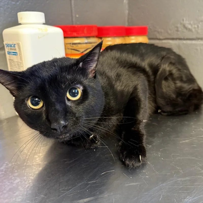 An adult medium-sized male Black Domestic Short Hair cat named Smoky for adoption in Tuscaloosa, AL