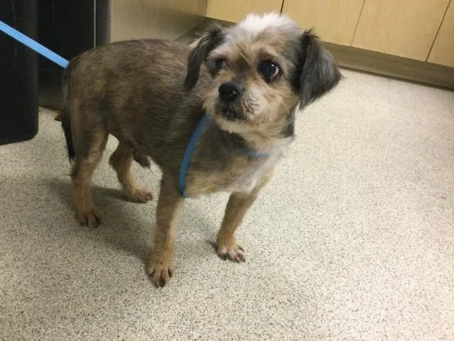 An adult small-sized male Terrier dog named Korey for adoption in Riverside, CA