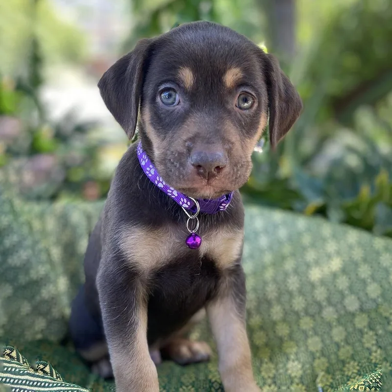 A baby large-sized male Shepherd dog named Africa Pup  Tome for adoption in San Diego, CA
