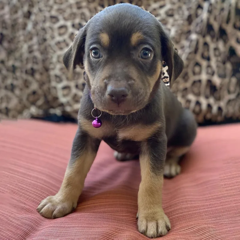Africa Pup  Tome thumbnail 3