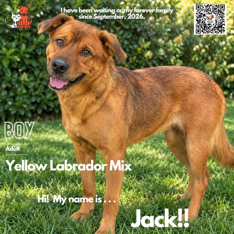 An adult large-sized male Yellow Labrador Retriever dog named Jack for adoption in Westminster, CA