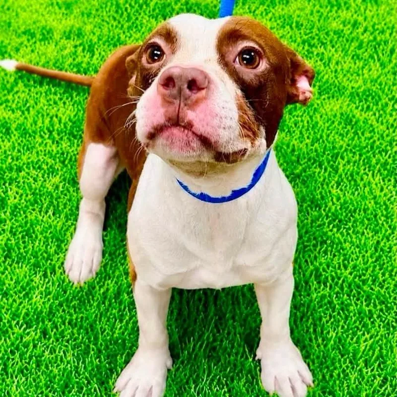 An adult medium-sized male Brown / Chocolate Boston Terrier dog named Mickey for adoption in Battle Creek, MI