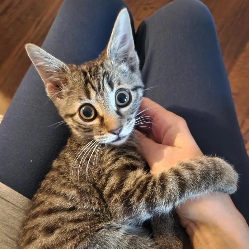A baby small-sized male Brown / Chocolate Domestic Short Hair cat named Gary F for adoption in Oklahoma City, OK