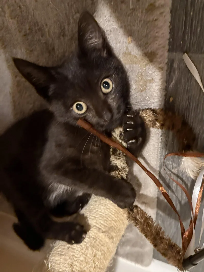A young medium-sized male Black Domestic Short Hair cat named Binx  Willow Grove for adoption in Greenville, DE
