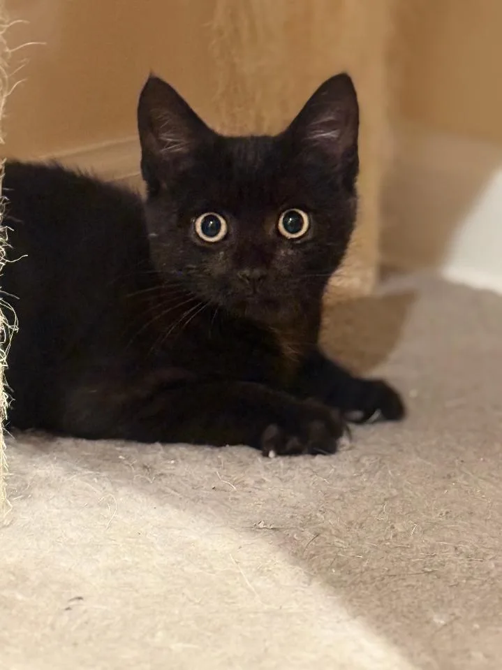 Binx  Willow Grove thumbnail 3
