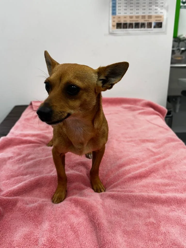 A young small-sized male Hound dog named Taki for adoption in Cambridge, MD