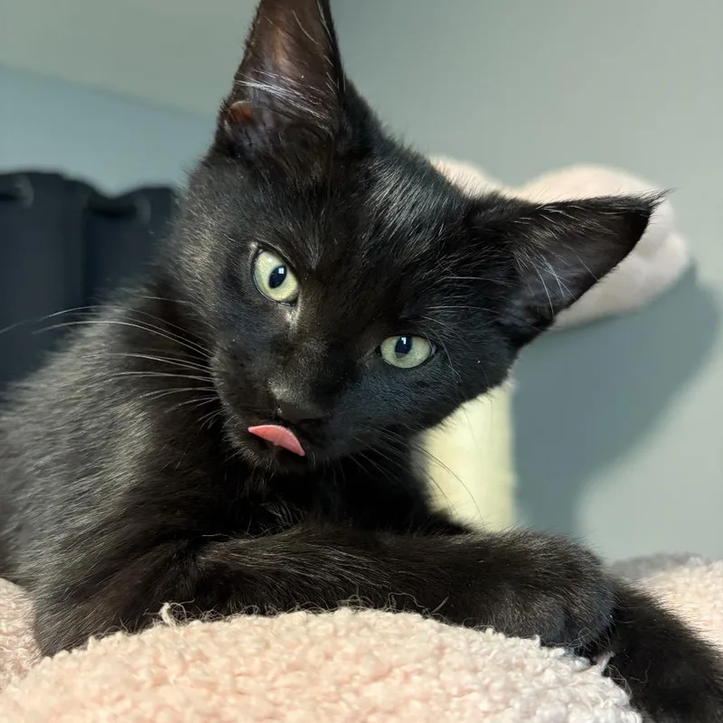 A baby small-sized male Black Domestic Short Hair cat named Ford for adoption in Spokane, WA