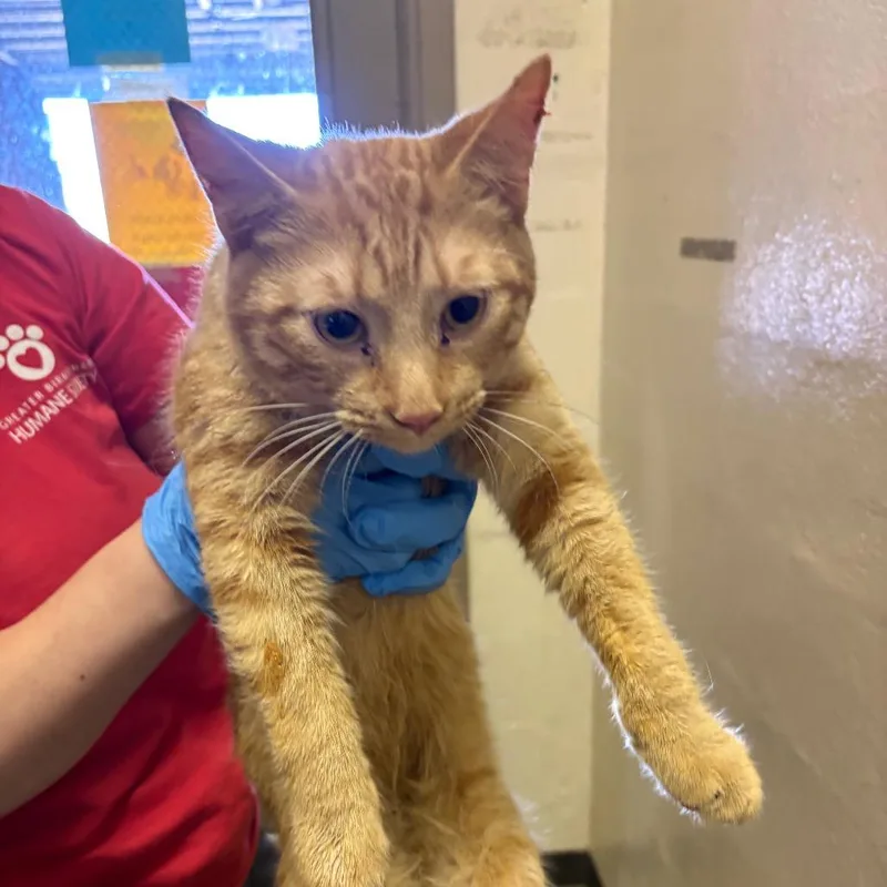 A young medium-sized male Orange / Red Domestic Short Hair cat named Bubbles for adoption in Birmingham, AL