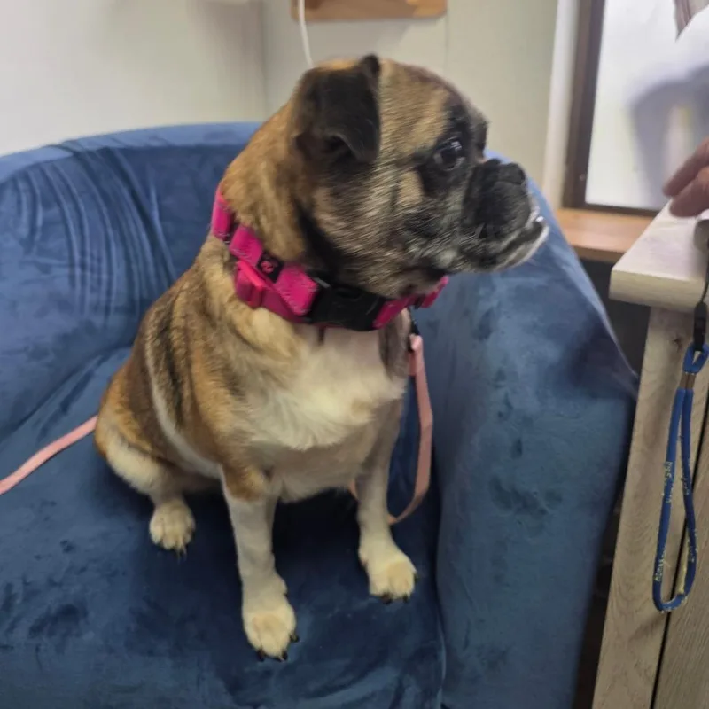 An adult small-sized female Pug dog named Belle for adoption in Allyn, WA